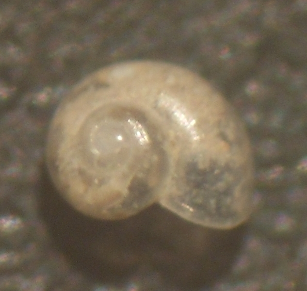 D. templadoi o umbilicostriata?