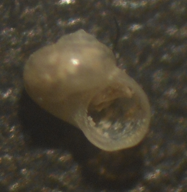 D. templadoi o umbilicostriata?