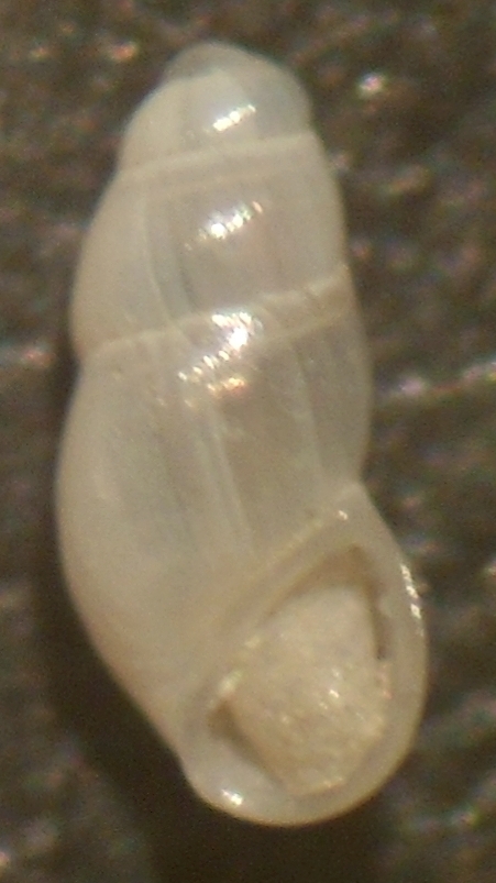Bothryphallus epidauricus?