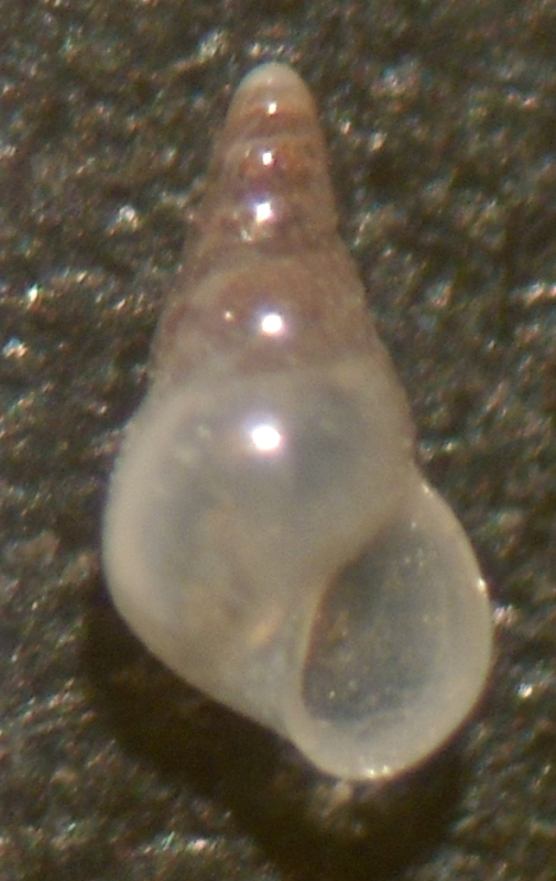 Sabinella piriformis?