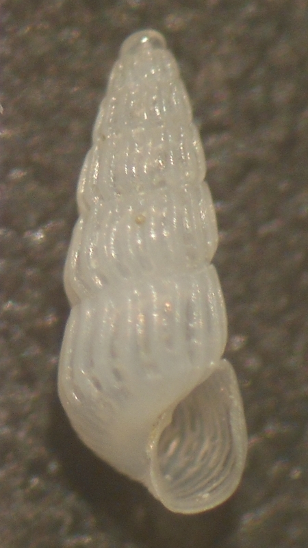 Chrysallida da id.