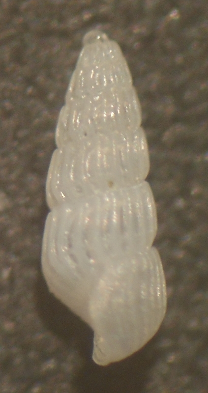 Chrysallida da id.