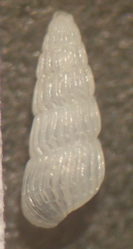 Chrysallida da id.