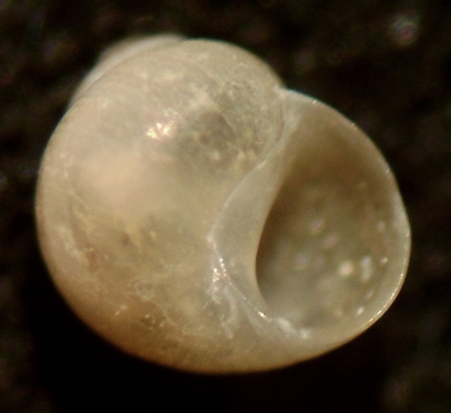 Paludinella littorina?