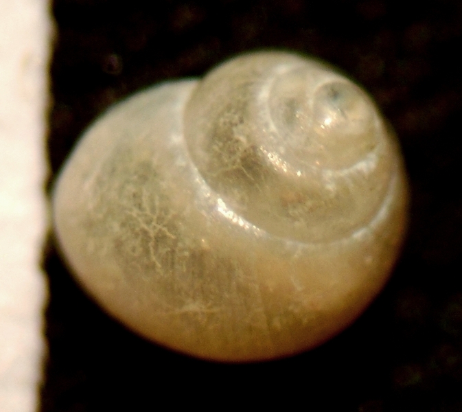 Paludinella littorina?