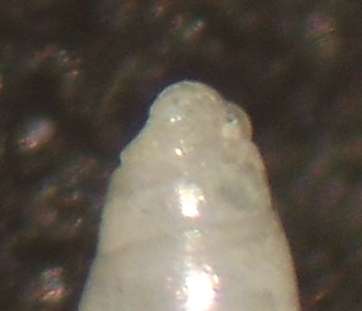 Odostomia imponderabilior?