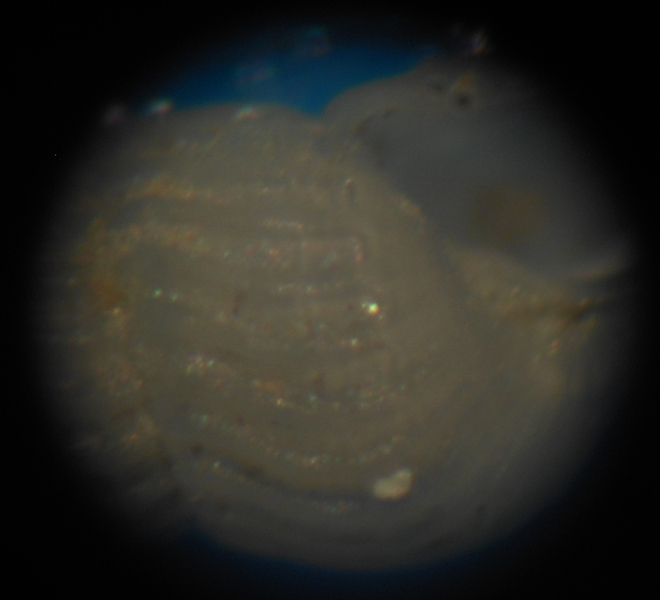 Parthenina indistincta?