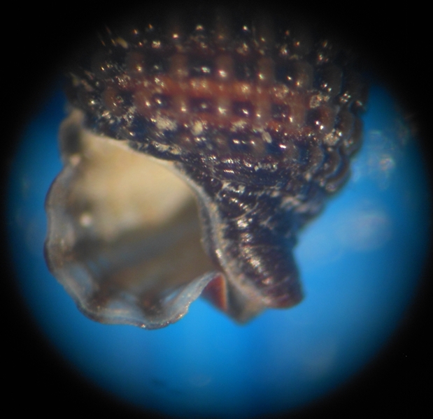 Monophorus thiriotae?