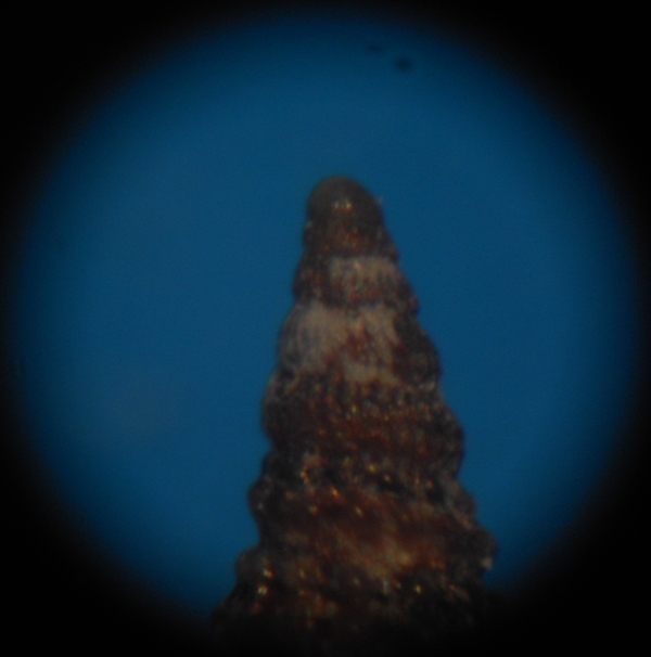 Monophorus thiriotae?