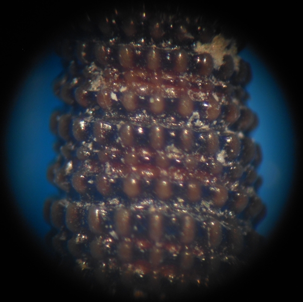 Monophorus thiriotae?