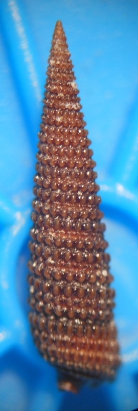 Monophorus thiriotae?