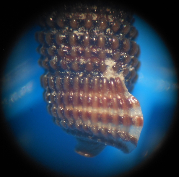 Monophorus thiriotae?