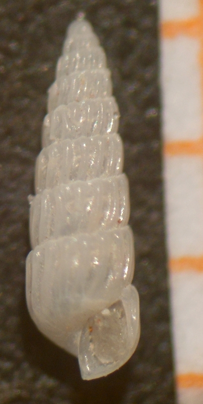 Turbonilla gradata?
