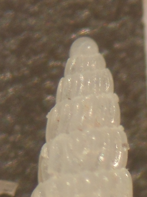 Turbonilla gradata?