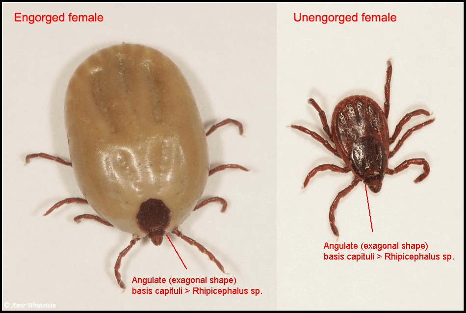 Ixodidae: Rhipicephalus annulatus ? No, Rhipicephalus sp.