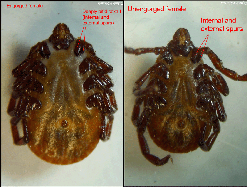 Ixodidae: Rhipicephalus annulatus ? No, Rhipicephalus sp.