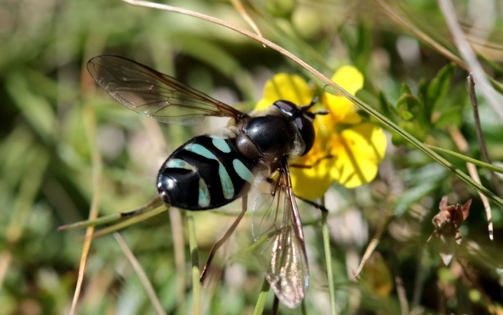Syrphidae: Didea cfr. alneti,  femmina