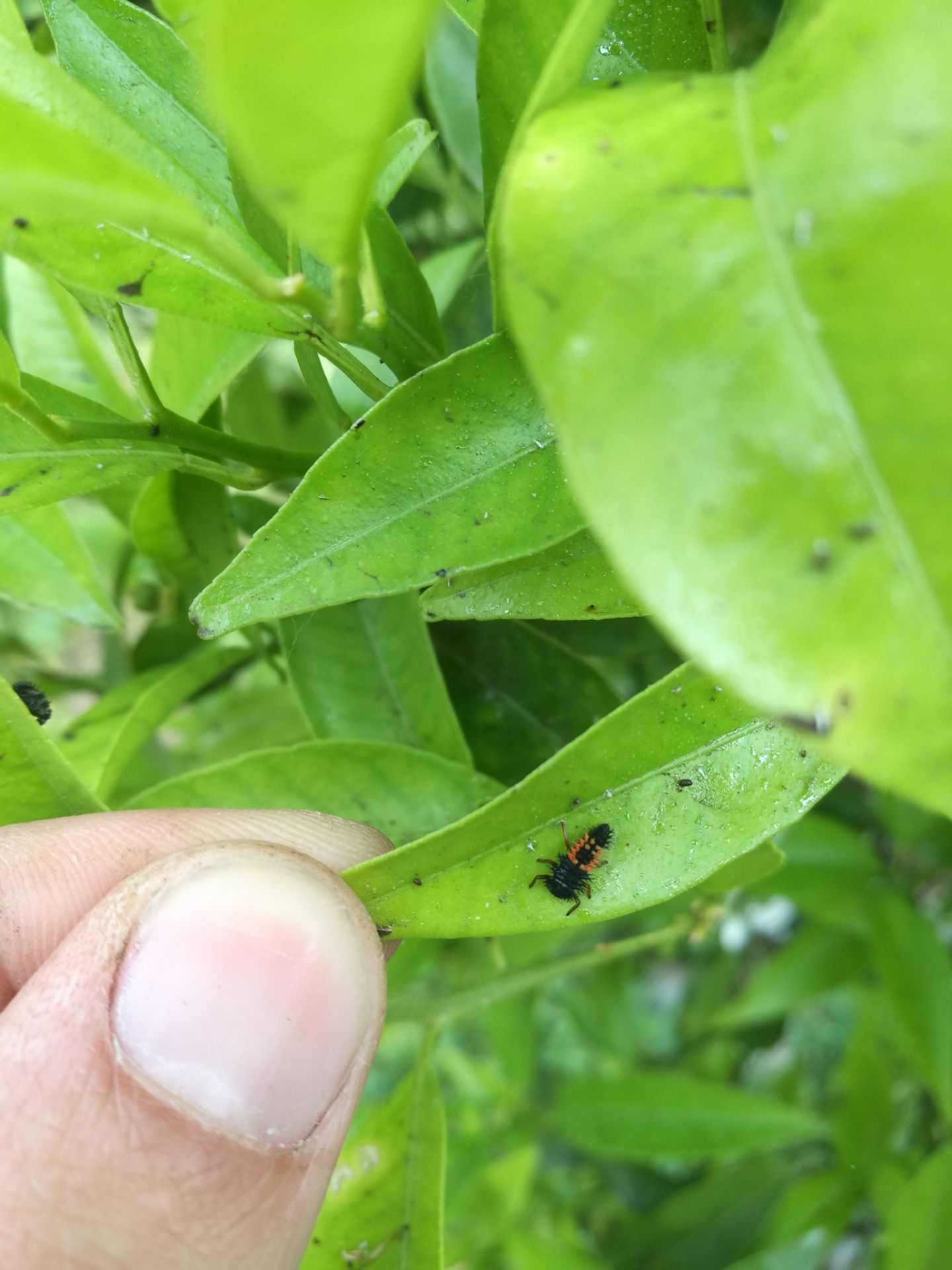 Larve di Harmonia axyridis e altre