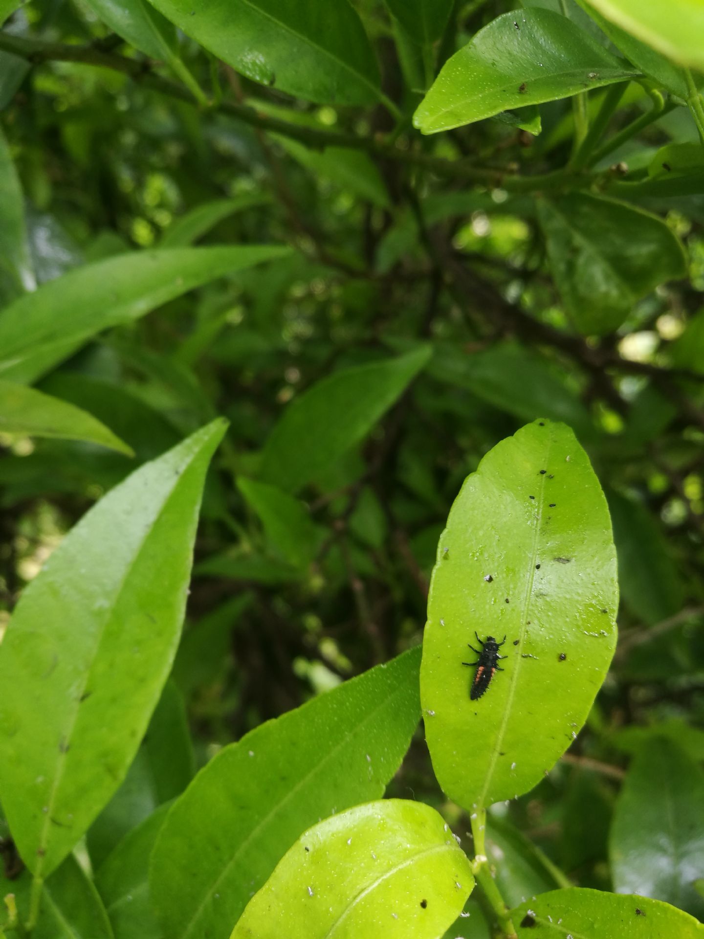 Larve di Harmonia axyridis e altre