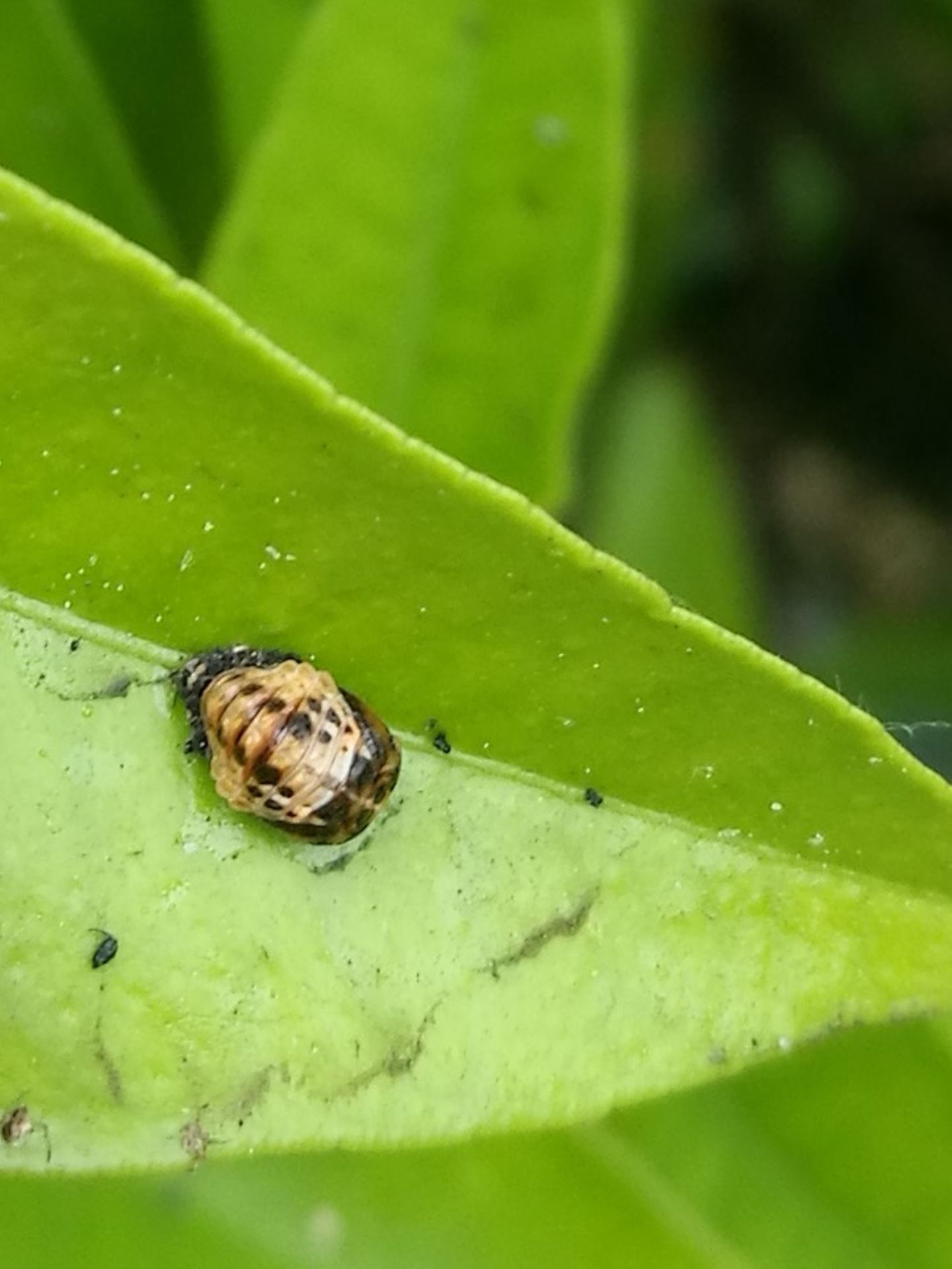 Larve di Harmonia axyridis e altre