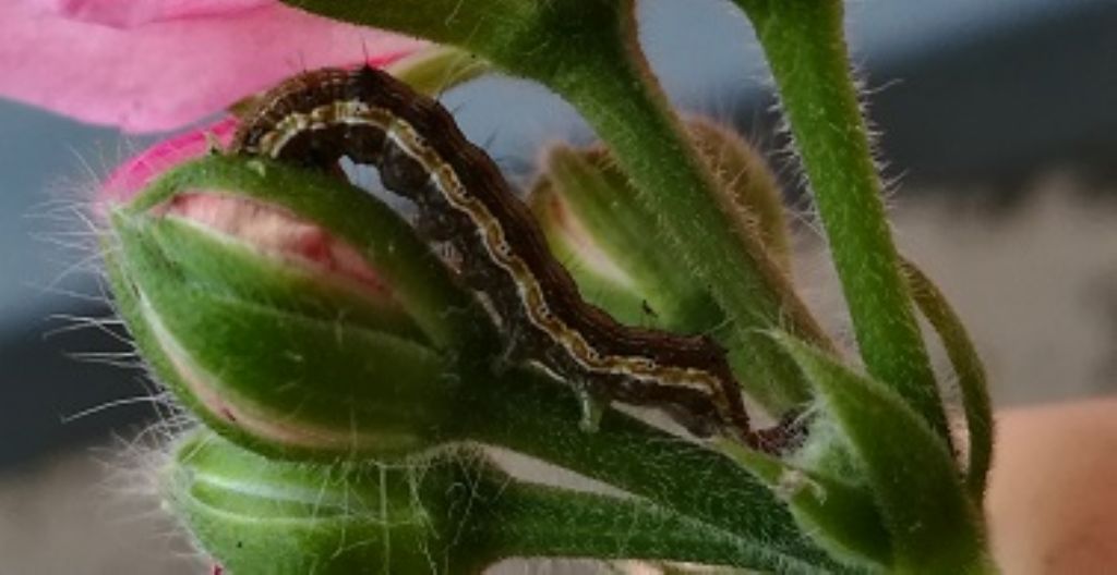 bruco da id - Noctuidae Plusiinae? No, Noctuidae Heliothinae: Helicoverpa armigera