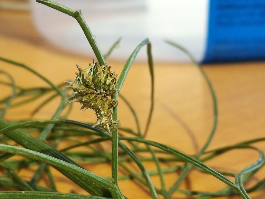 Apochima flabellaria? S