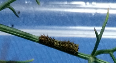 Uova e bruco da identificare. Larva di Papilio machaon - Papilionidae