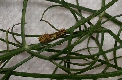 Uova e bruco da identificare. Larva di Papilio machaon - Papilionidae