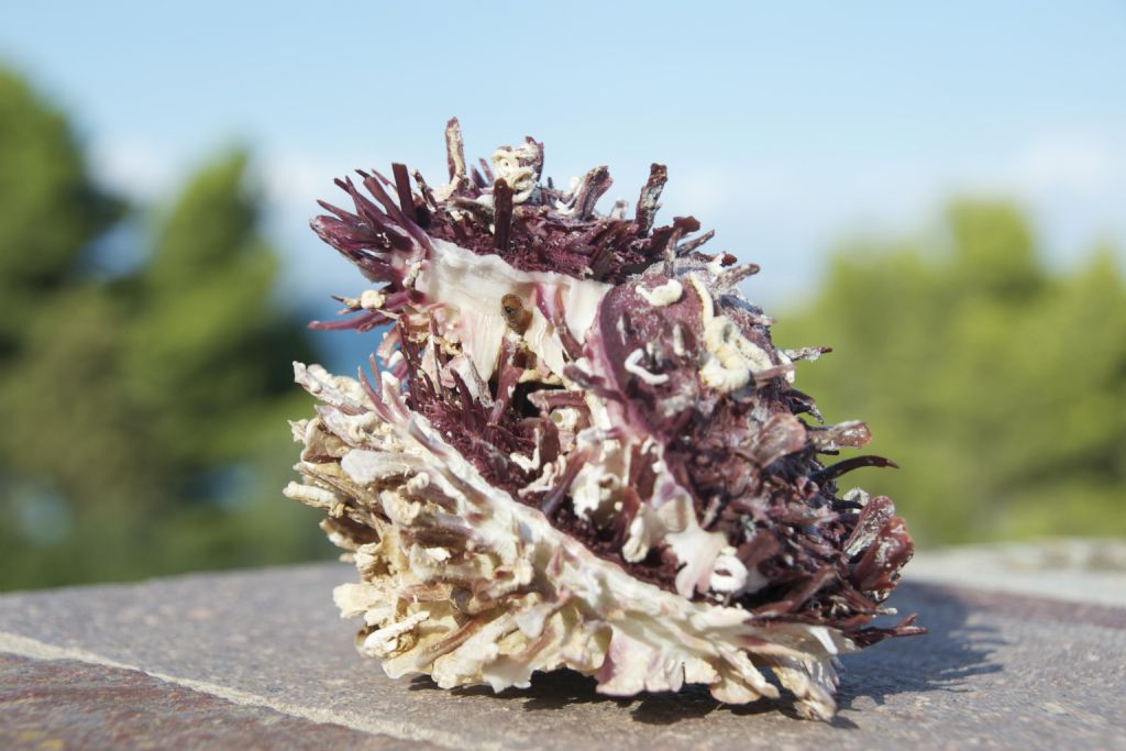 Singolare esemplare di Spondylus Gaederopus