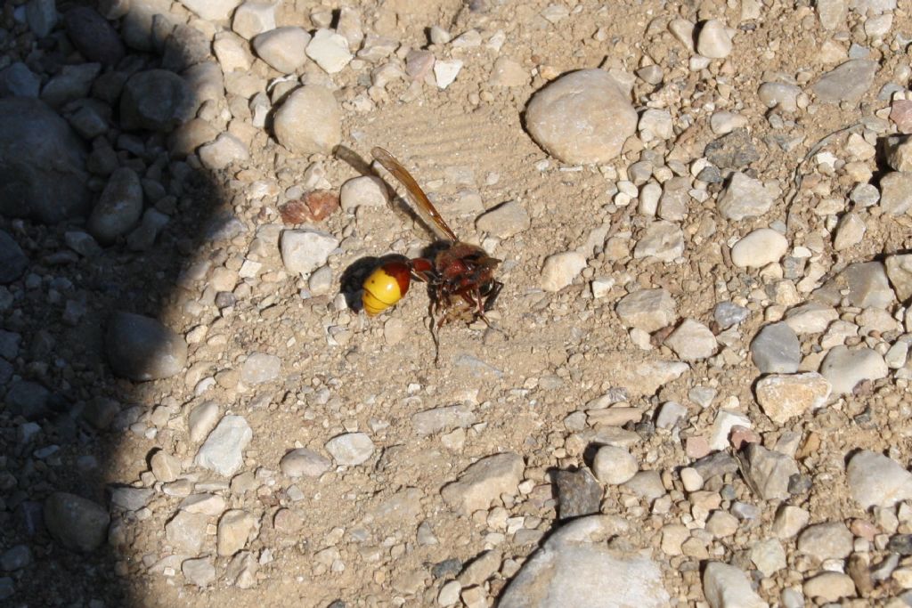 strana vespa: Delta unguiculatum