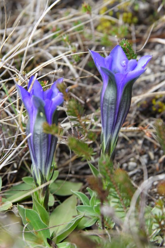 Gentiana clusii  (Gentianaceae)