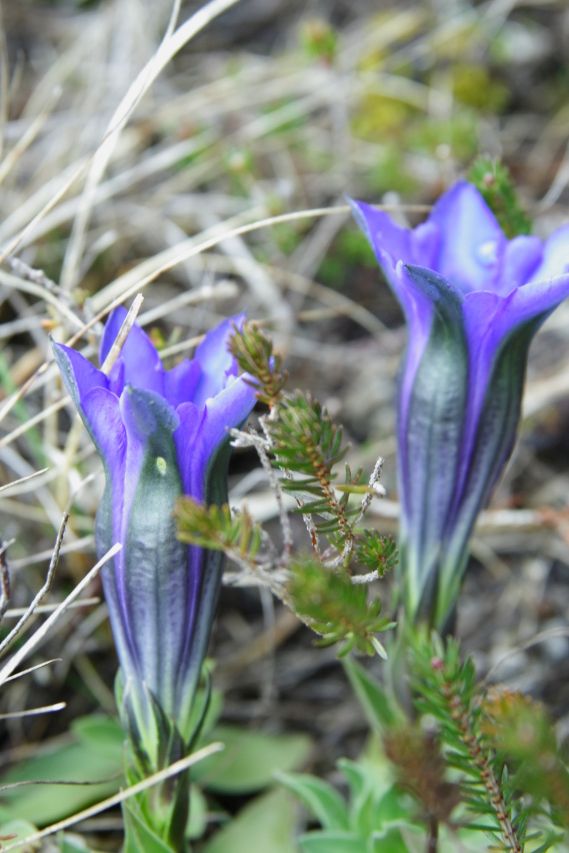 Gentiana clusii  (Gentianaceae)