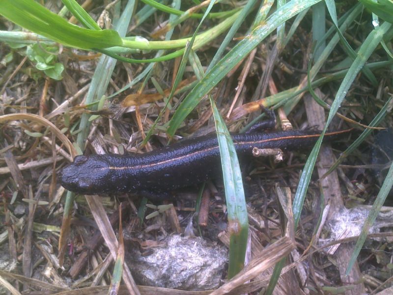 Triturus carnifex domande