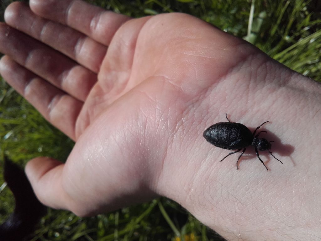 Meloe sp., Meloidae