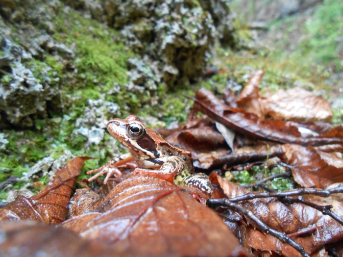 ID: Pelophylax sp. (Ungheria)