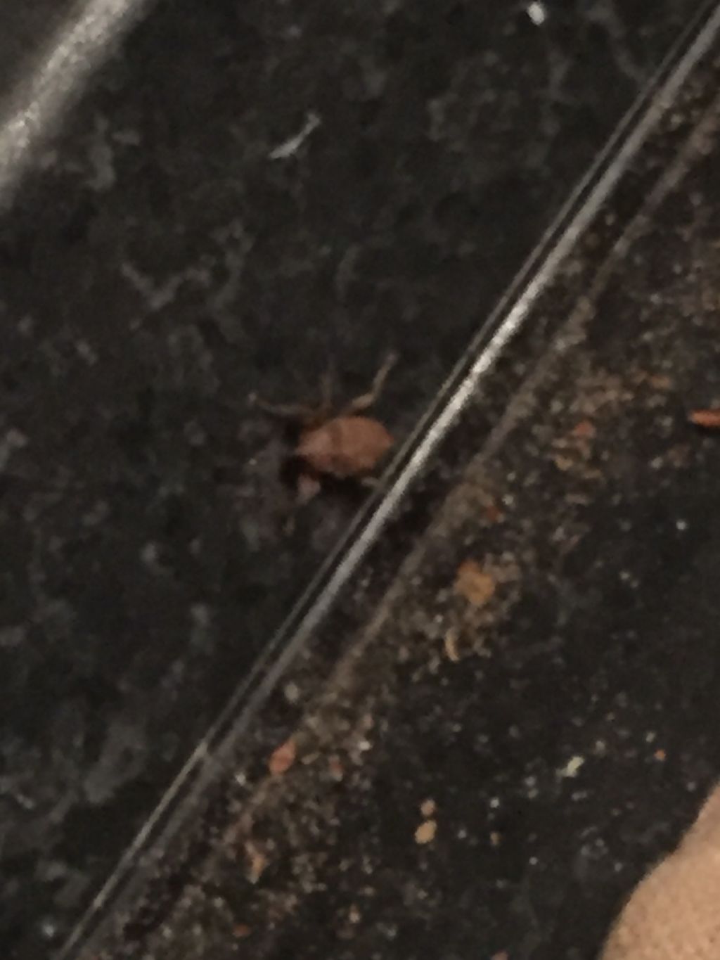 Curculionidae in casa?