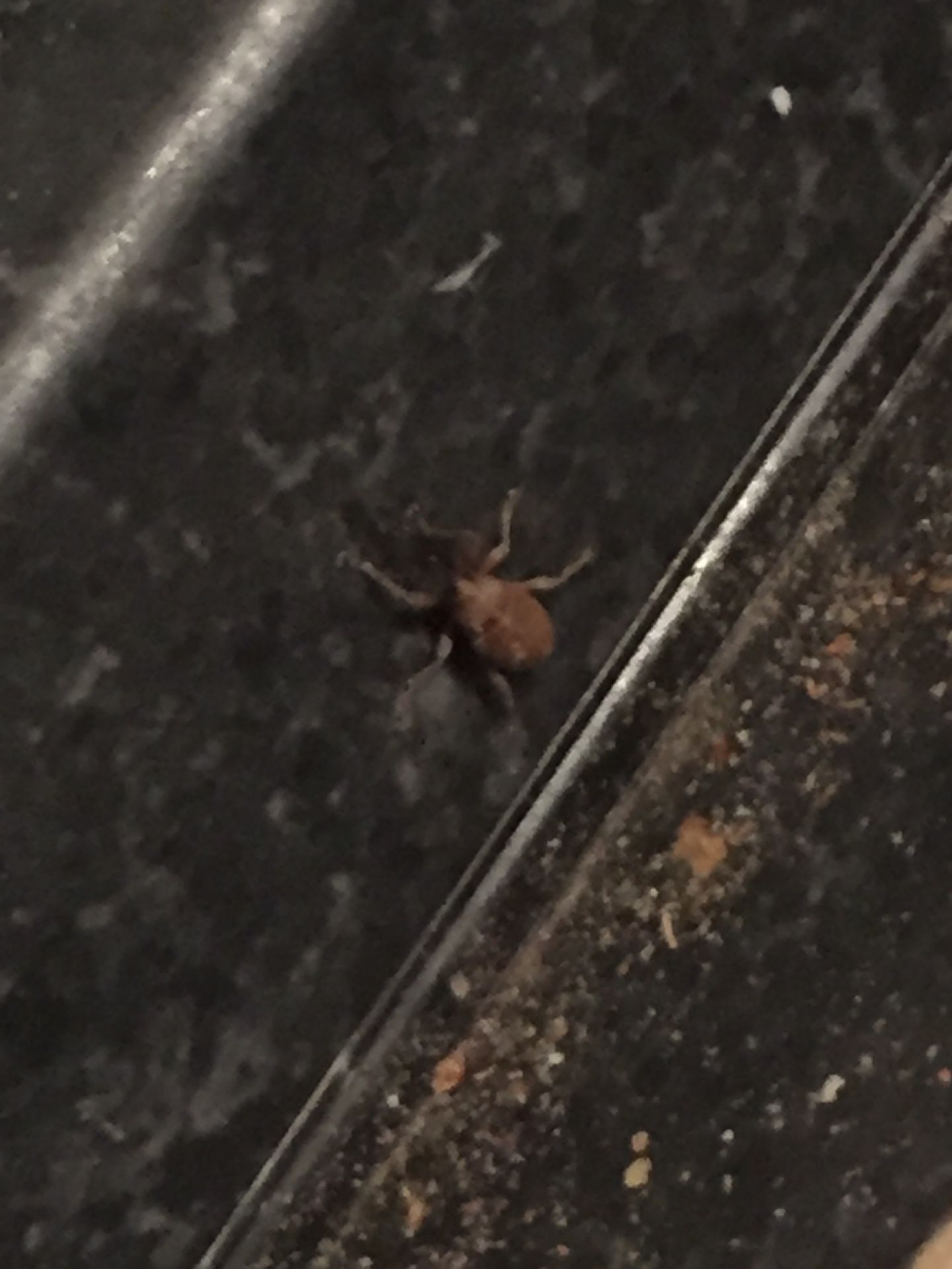 Curculionidae in casa?