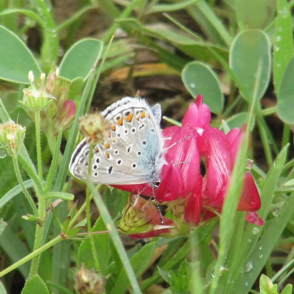 Polyommatus icarus o P. thersites? Polyommatus escheri - Lycaenidae