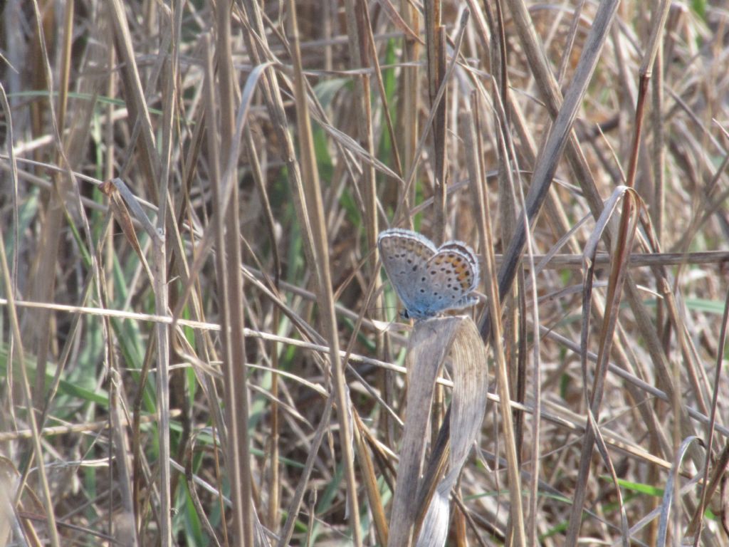 Polyommatus escheri?  No, Plebejus argus