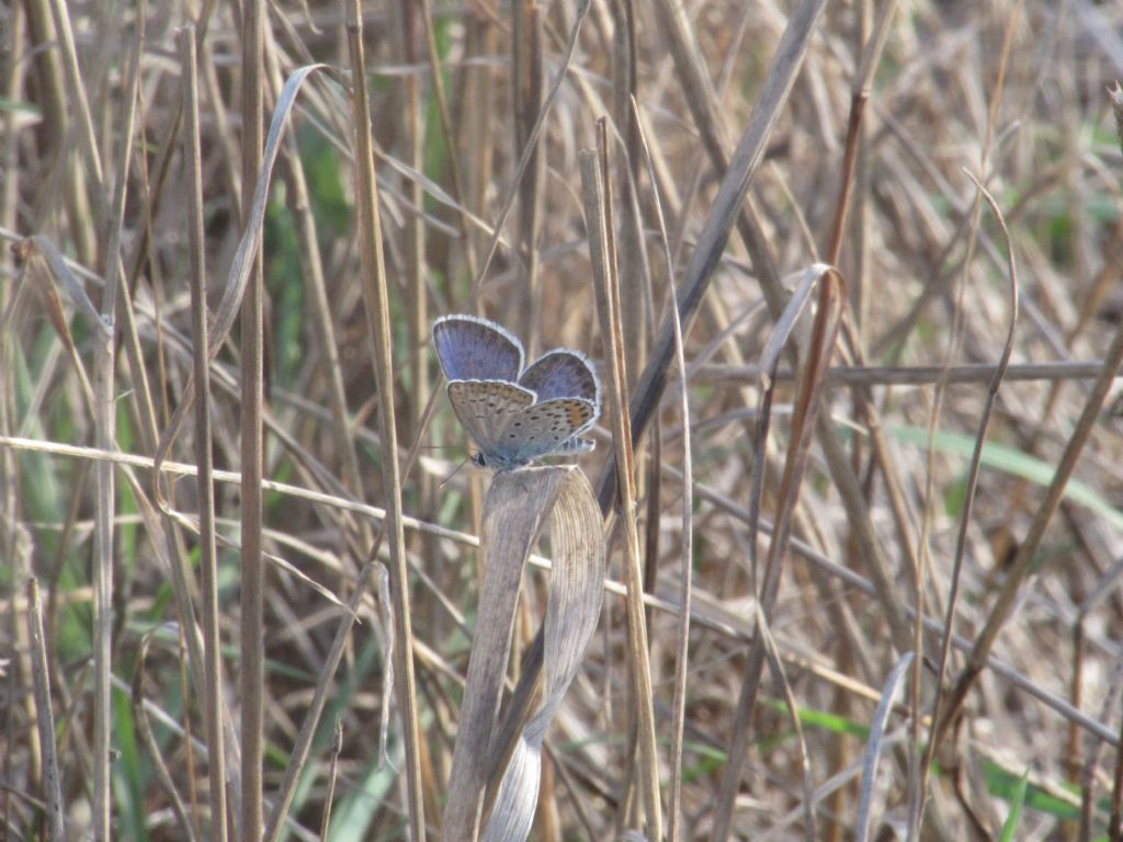 Polyommatus escheri?  No, Plebejus argus