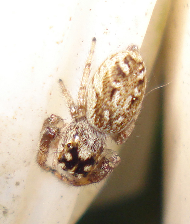 Macaroeris nidicolens - Anzio (RM)