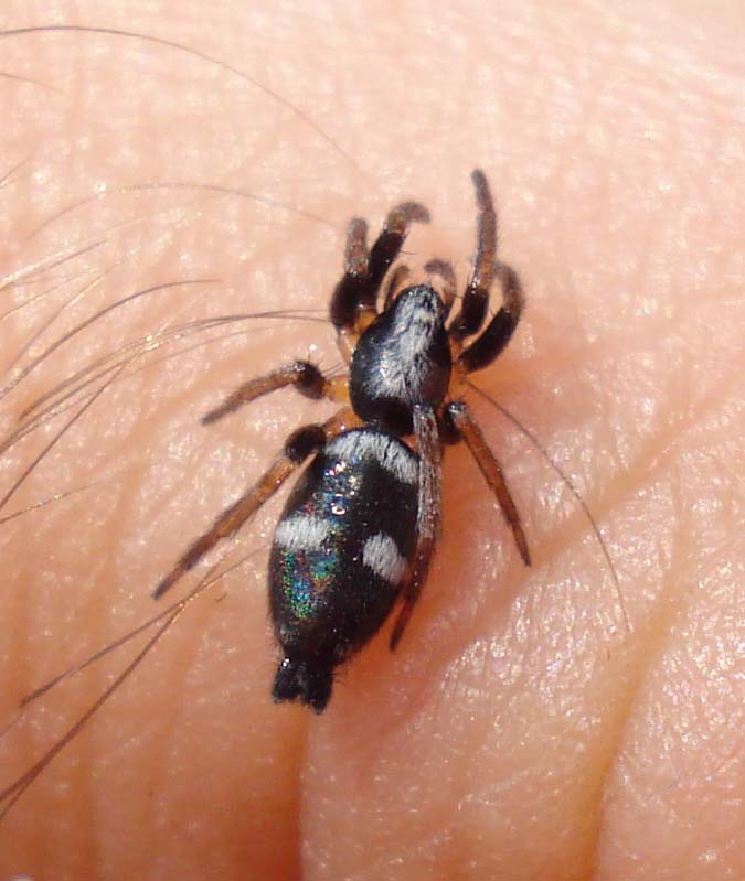 Gnaphosidae (Kishidaia/Poecilochroa) - Sessa Aurunca (CE)