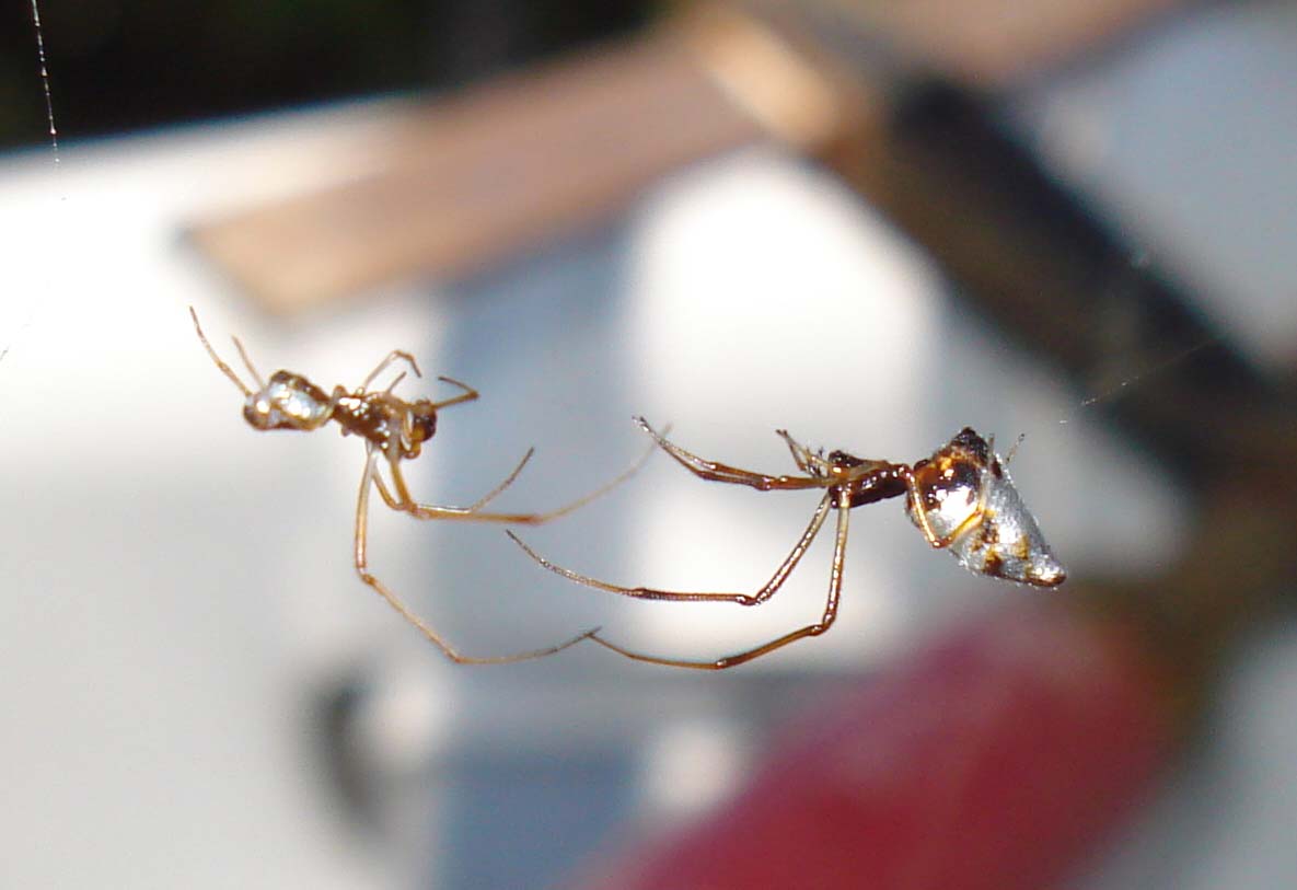 Accoppiamento Argyrodes sp. - Sessa Aurunca (CE)