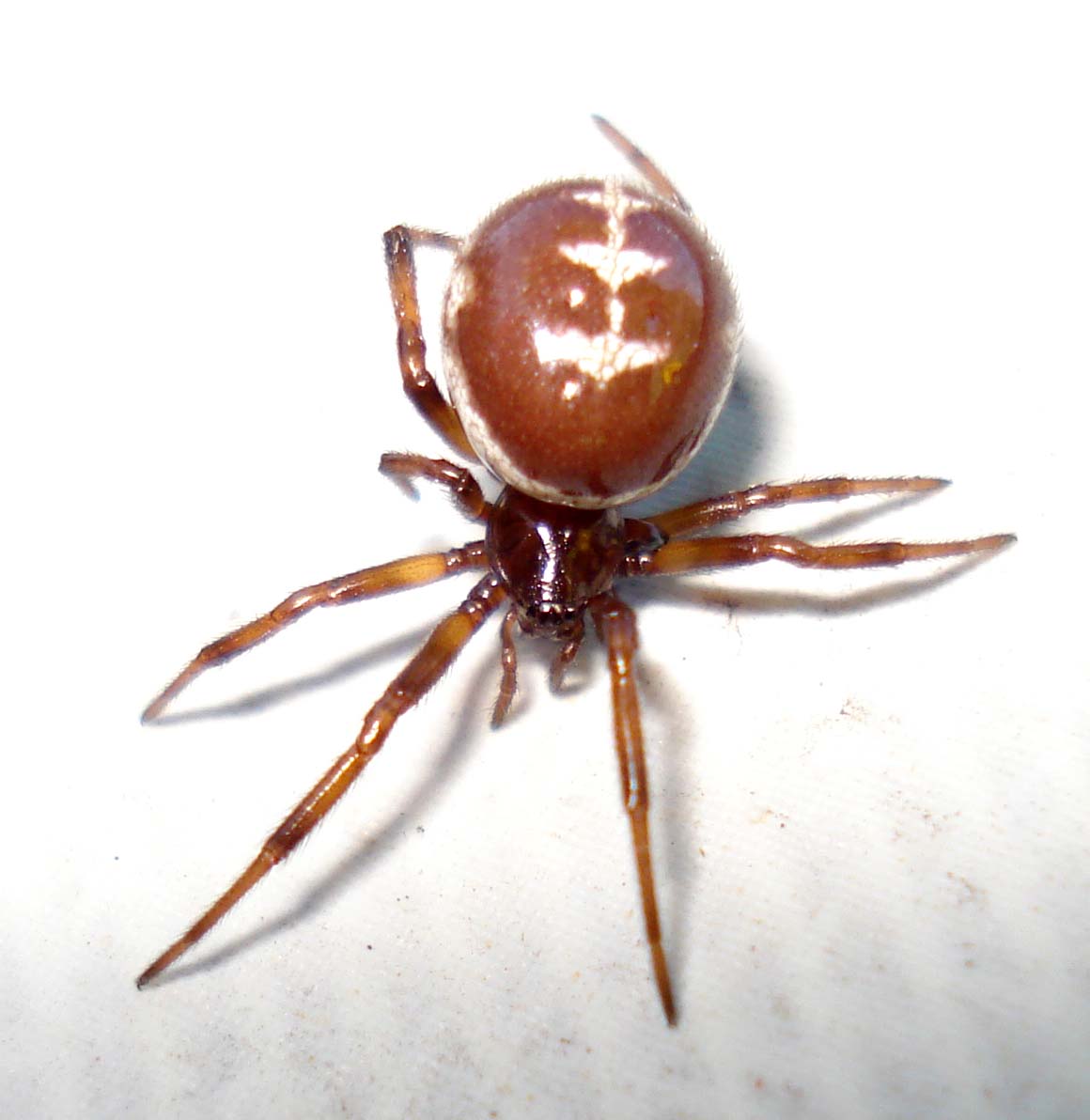 Steatoda paykulliana - Sessa Aurunca (CE)