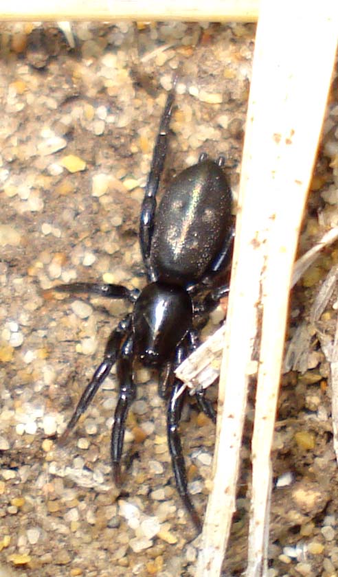 Gnaphosidae - Sessa Aurunca (CE)