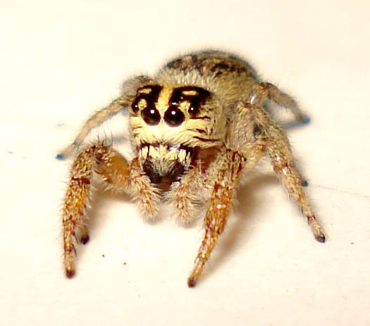 Salticidae:  Macaroeris nidicolens?   S !