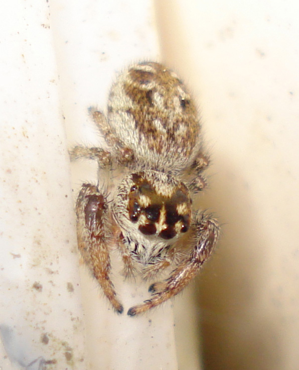 Macaroeris nidicolens - Anzio (RM)
