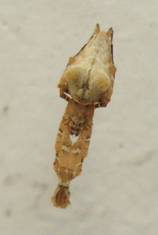 Uloborus plumipes - Anzio (RM)