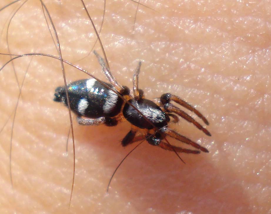 Gnaphosidae (Kishidaia/Poecilochroa) - Sessa Aurunca (CE)