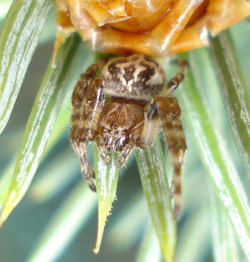 Larinioides sp. - Sessa Aurunca (CE)